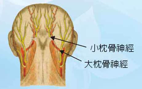 枕骨神經痛 枕骨神經痛